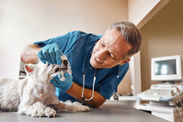 Best Emergency Dental Services for Seniors in Fletcher, NC